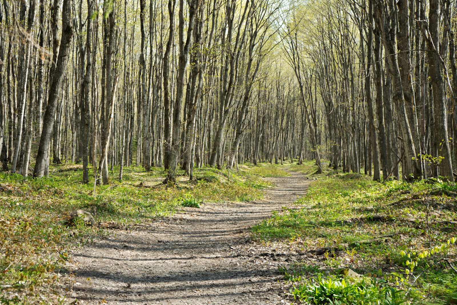 Forest trail in the Manistee National Forest near Brethren